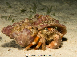 Gorgeous hermit crab encountered on a night dive next to ... by Roxana Mclennan 